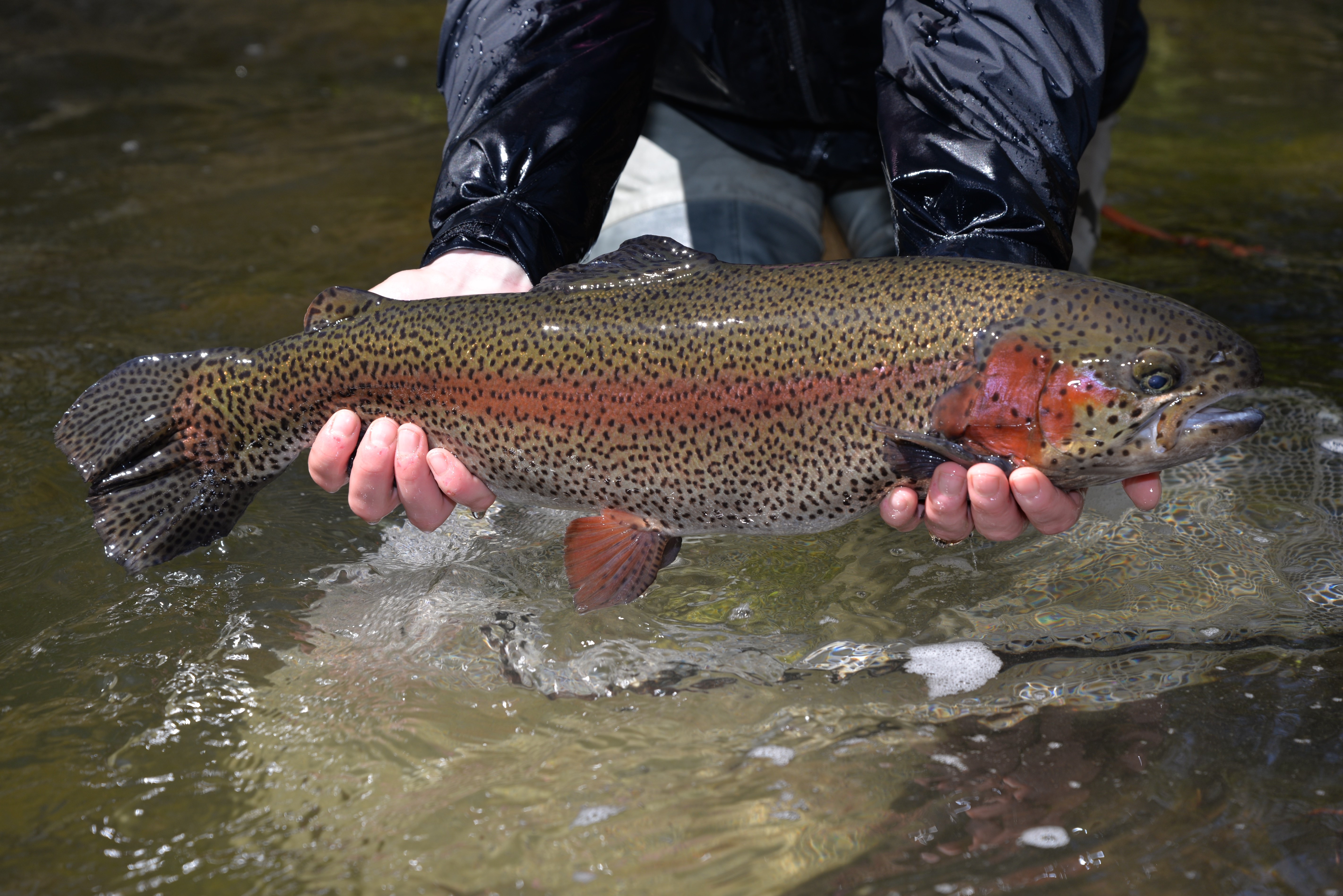 2020 ADULT TROUT STOCKING SCHEDULES NOW AVAILABLE!
